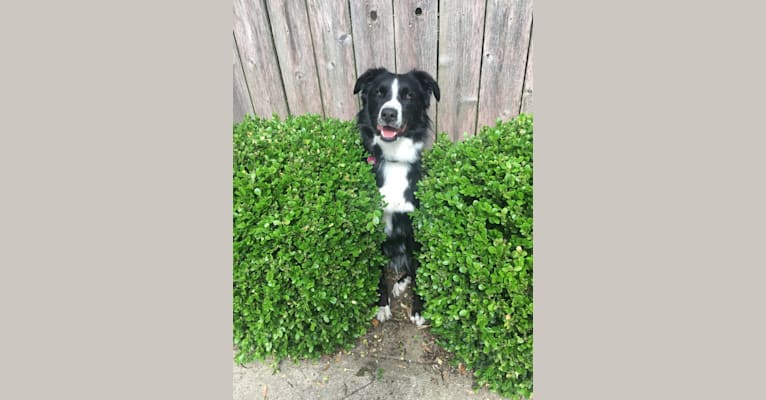 Oreo, an Australian Shepherd and Siberian Husky mix tested with EmbarkVet.com