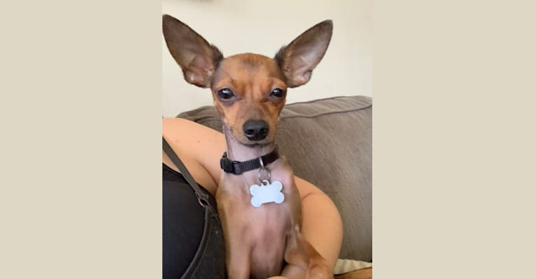 Milo, a Chihuahua and Miniature Pinscher mix tested with EmbarkVet.com
