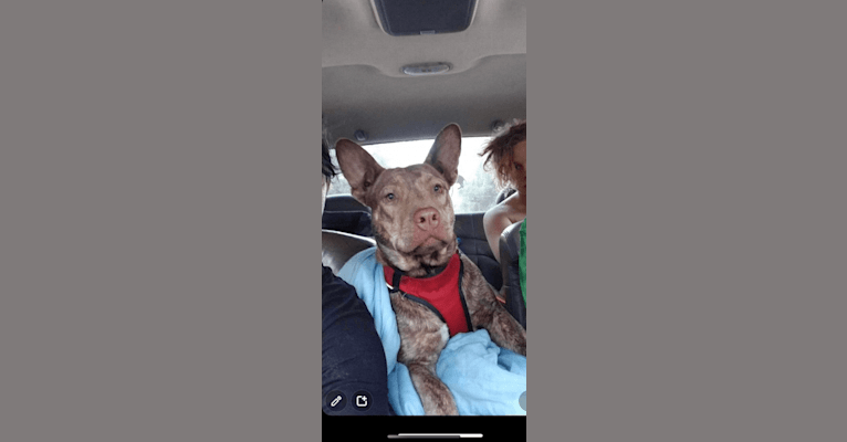 Duke, an American Pit Bull Terrier and Siberian Husky mix tested with EmbarkVet.com