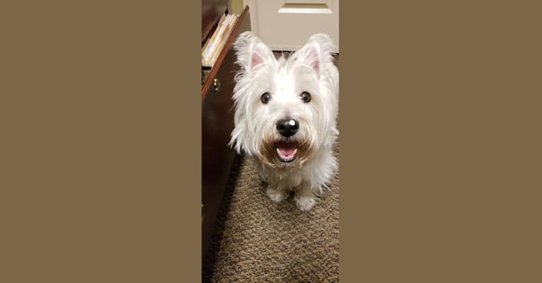 Aspen, a West Highland White Terrier tested with EmbarkVet.com