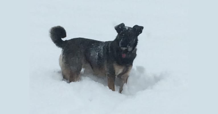 Photo of Tilly, a Norwegian Elkhound, Labrador Retriever, German Shepherd Dog, and Mixed mix in Fredonia, Pennsylvania, USA