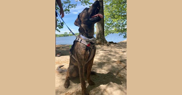 Rascal Fats, a Mountain Cur and Labrador Retriever mix tested with EmbarkVet.com