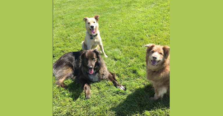 Photo of Texas, a Collie, Labrador Retriever, German Shepherd Dog, Siberian Husky, and Mixed mix