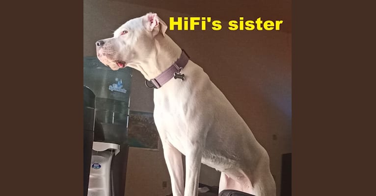 HiFi, a Dogo Argentino tested with EmbarkVet.com