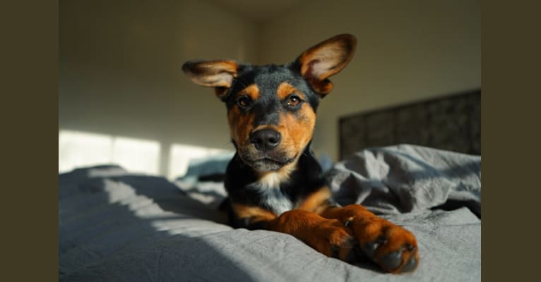 Gimli, an Australian Cattle Dog and Rottweiler mix tested with EmbarkVet.com
