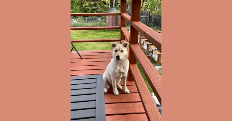 Nala, a Labrador Retriever and Chow Chow mix tested with EmbarkVet.com