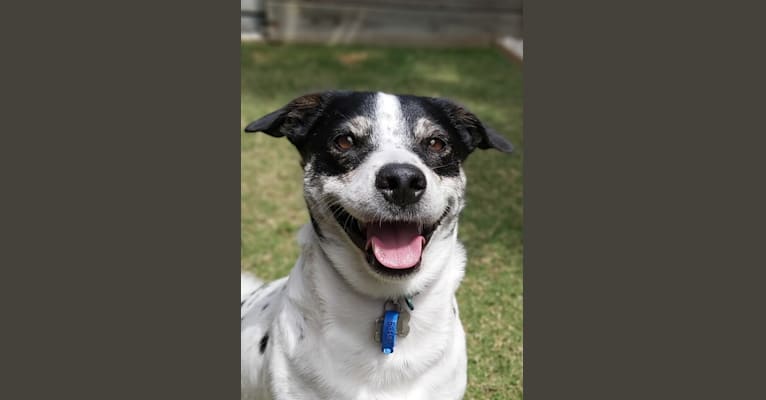 Slater, an Australian Cattle Dog and Russell-type Terrier mix tested with EmbarkVet.com