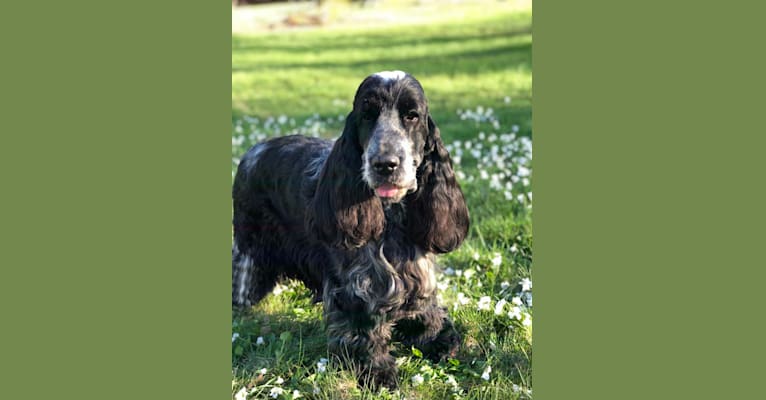 Photo of Scout, an English Cocker Spaniel  in USA