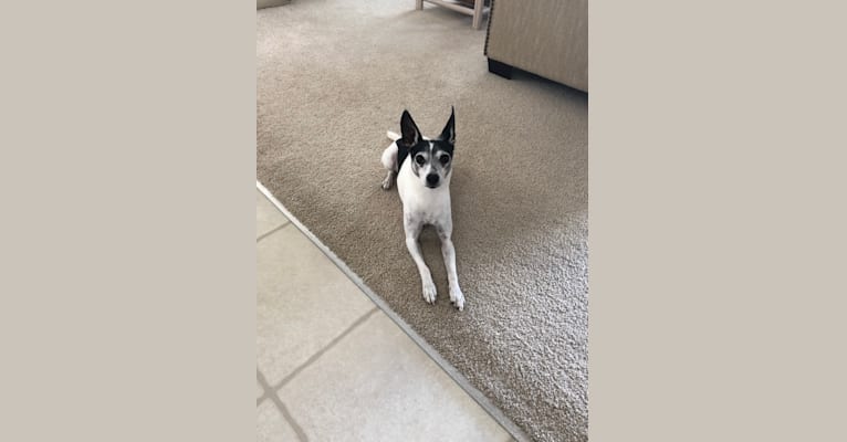 Eddie, a Rat Terrier and Boston Terrier mix tested with EmbarkVet.com