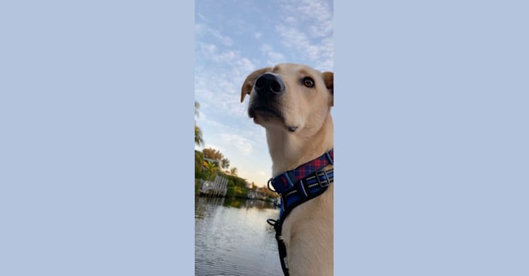 Colt, an American Foxhound and German Shepherd Dog mix tested with EmbarkVet.com