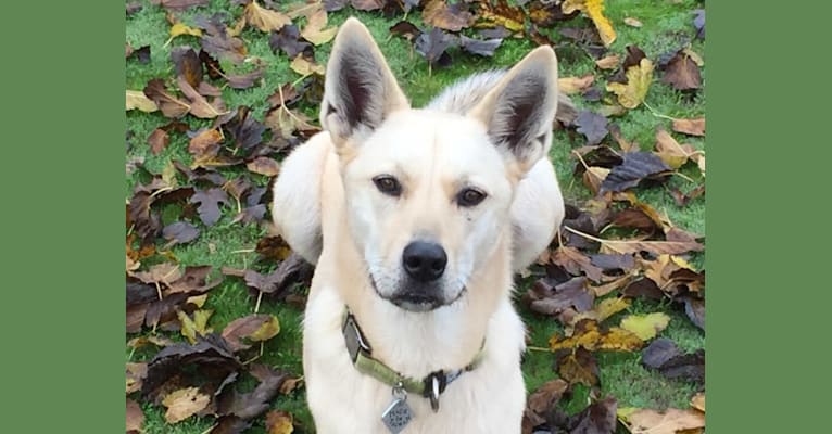 Ayla, a Siberian Husky and Labrador Retriever mix tested with EmbarkVet.com