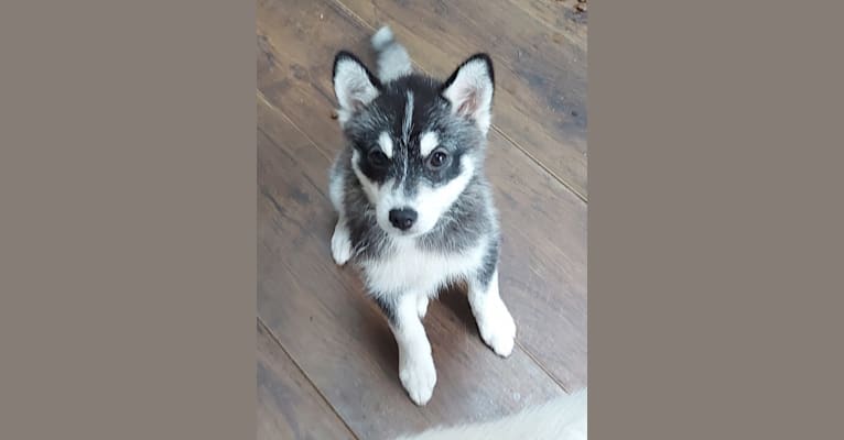 Pomsky Bandits Bandit, a Pomeranian and Siberian Husky mix tested with EmbarkVet.com