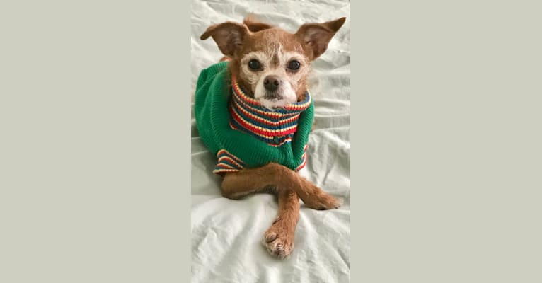 Tippy, a Chihuahua and Poodle (Small) mix tested with EmbarkVet.com