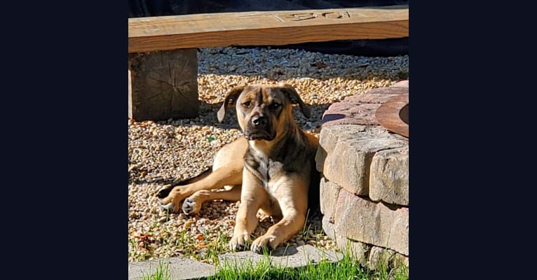 Ember, an American Bully and Beagle mix tested with EmbarkVet.com