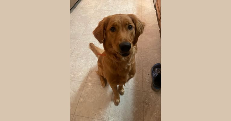 Harper, a Golden Retriever tested with EmbarkVet.com