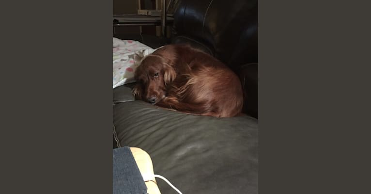 Emmet, an Irish Setter tested with EmbarkVet.com