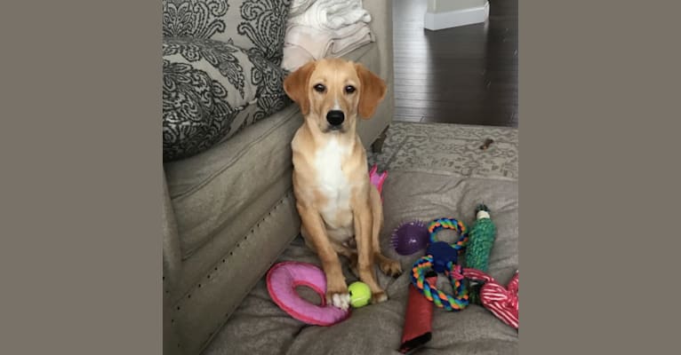 Marty Crenshaw, a Treeing Walker Coonhound and Golden Retriever mix tested with EmbarkVet.com