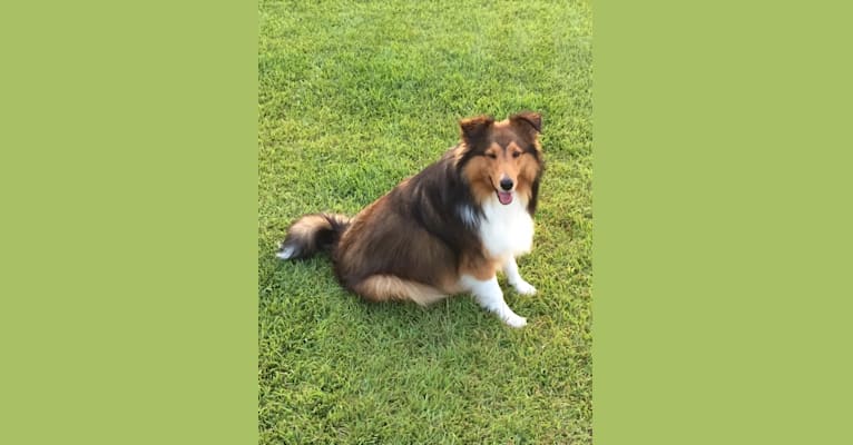 Tiger, a Shetland Sheepdog tested with EmbarkVet.com