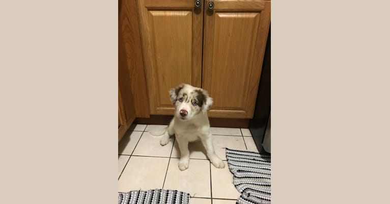 Spurs N Ashes, a Border Collie tested with EmbarkVet.com