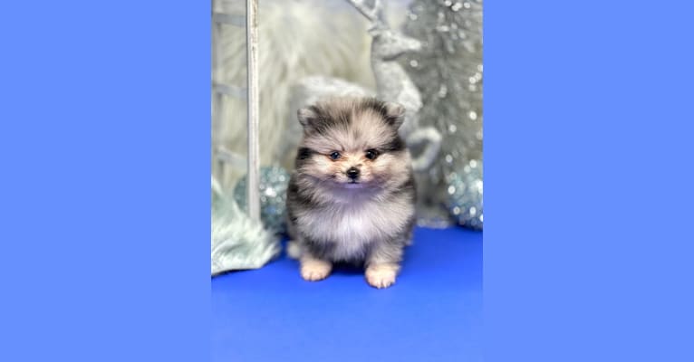 Photo of Fame, a Pomeranian 