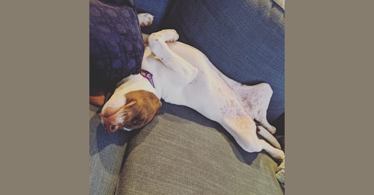 Daisy, a Labrador Retriever and Boxer mix tested with EmbarkVet.com