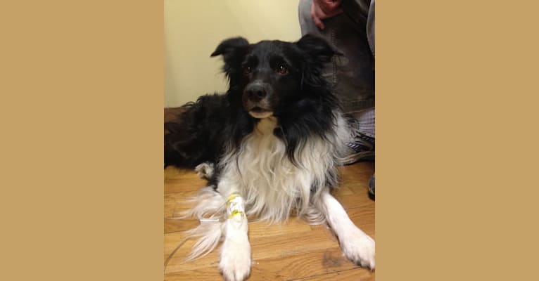 Savvy, a Border Collie tested with EmbarkVet.com