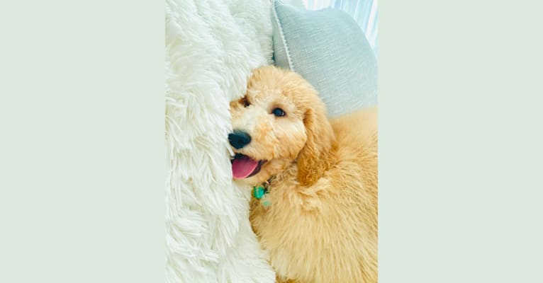 Chelsea, a Goldendoodle tested with EmbarkVet.com
