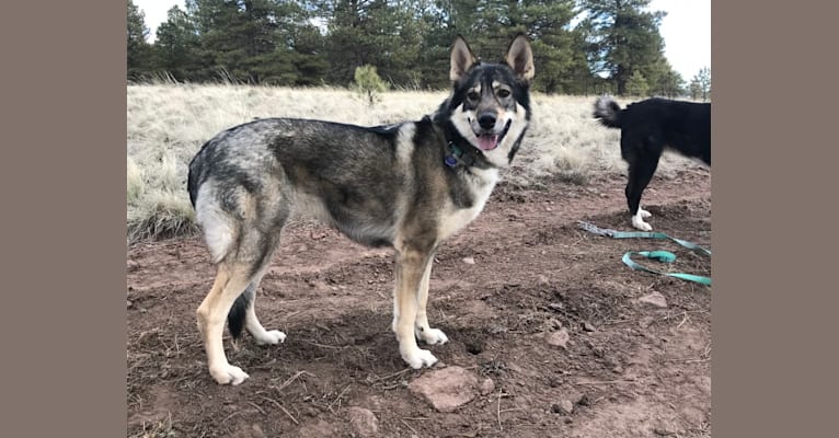 Photo of Kiera, an Alaskan-type Husky, German Shepherd Dog, and Siberian Husky mix in Arizona, USA