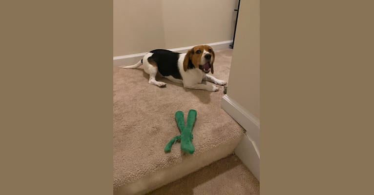 Chip, a Beagle tested with EmbarkVet.com