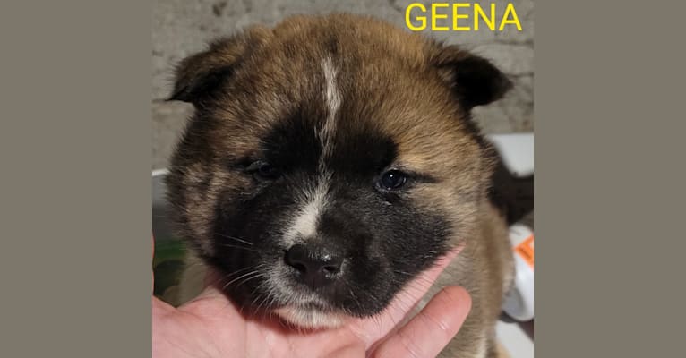 Photo of Geena, an Akita  in Lonaconing, Maryland, USA