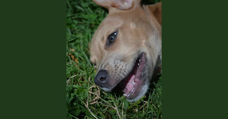 Lila, an American Pit Bull Terrier and Labrador Retriever mix tested with EmbarkVet.com