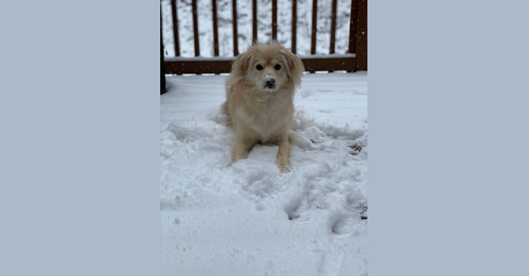 Kali, a Siberian Husky and Boston Terrier mix tested with EmbarkVet.com