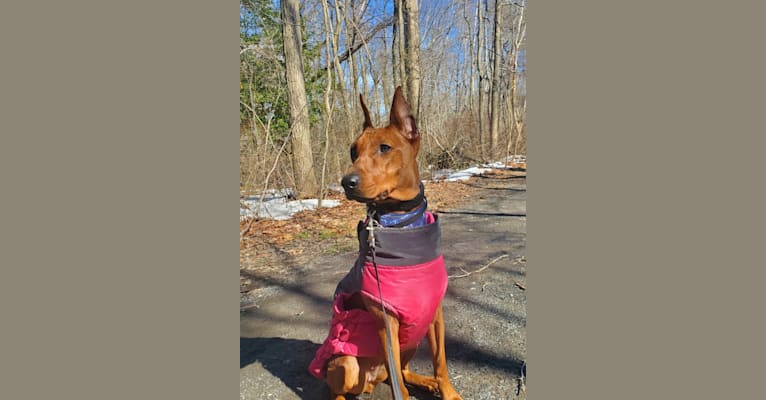 Ice, a German Pinscher tested with EmbarkVet.com