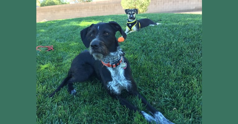 Pepper, a Wirehaired Pointing Griffon and Boxer mix tested with EmbarkVet.com