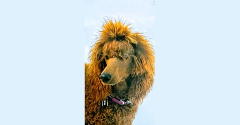 Apple, a Poodle (Standard) tested with EmbarkVet.com