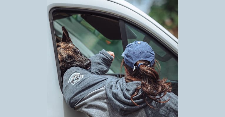 Layla, a Dutch Shepherd tested with EmbarkVet.com