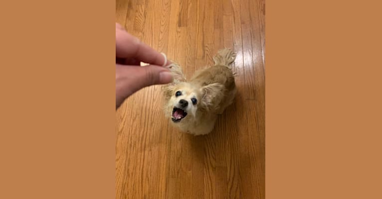 Photo of Sunny, a Cocker Spaniel, Chihuahua, Pomeranian, and Mixed mix