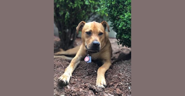 Kent, an American Pit Bull Terrier and Boxer mix tested with EmbarkVet.com