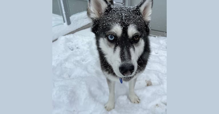 Misha, a Siberian Husky and German Shepherd Dog mix tested with EmbarkVet.com