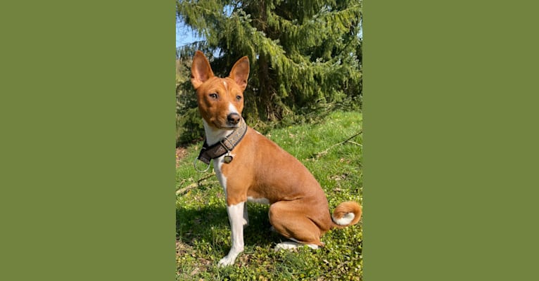 Dar Bony-Sona Cristofer Robin, a Basenji tested with EmbarkVet.com