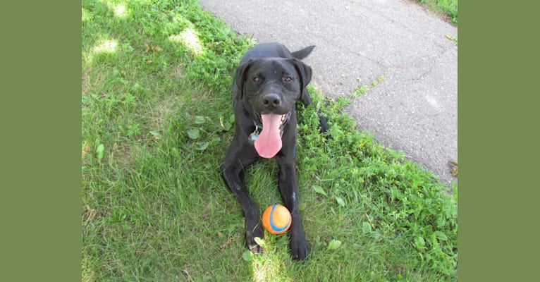 Toby, a Labrador Retriever and Golden Retriever mix tested with EmbarkVet.com