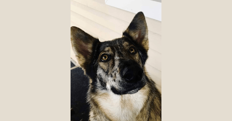 Riley, a German Shepherd Dog and Siberian Husky mix tested with EmbarkVet.com