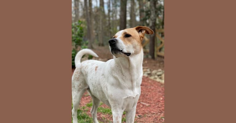 Woody, a Staffordshire Terrier and Akita mix tested with EmbarkVet.com