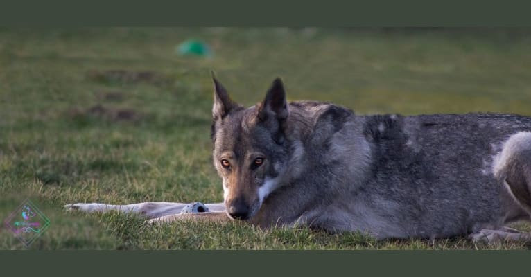 Sky, a Czechoslovakian Vlcak tested with EmbarkVet.com