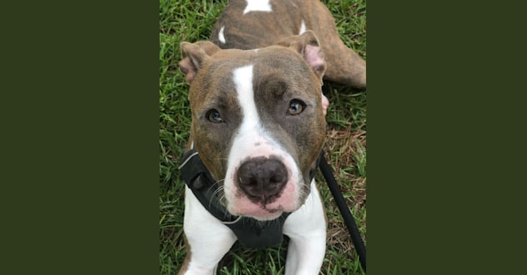 Photo of Lexie, an American Bully and American Bulldog mix in Savannah, Georgia, USA