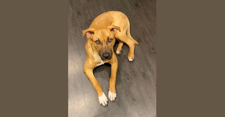 Photo of Ragnar, an American Pit Bull Terrier, Golden Retriever, German Shepherd Dog, and American Staffordshire Terrier mix