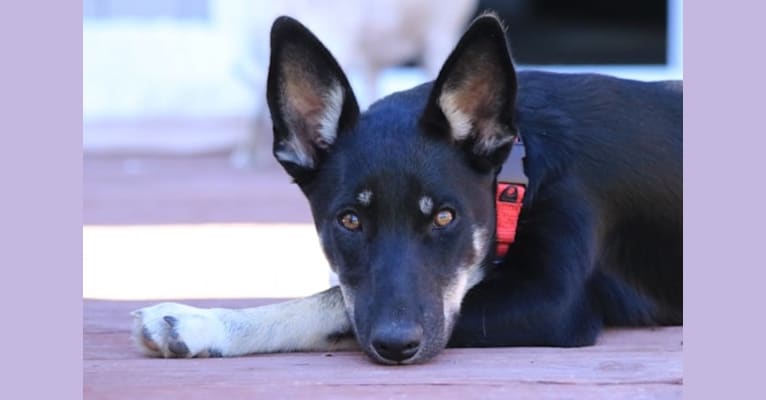 Lily, a Siberian Husky and German Shepherd Dog mix tested with EmbarkVet.com