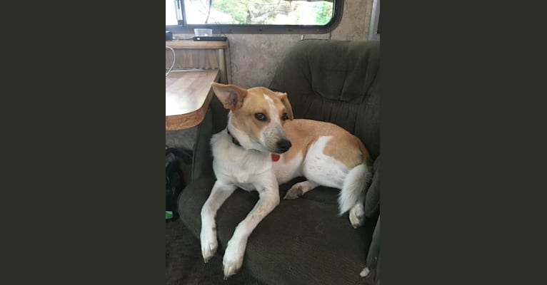 Lacey, an Australian Cattle Dog and German Shepherd Dog mix tested with EmbarkVet.com