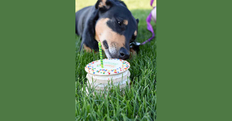 Samera, a Collie and Rottweiler mix tested with EmbarkVet.com