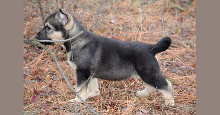 Grizzly, a German Shepherd Dog and Alaskan Malamute mix tested with EmbarkVet.com